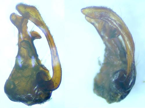 Premochtherus aquitanus